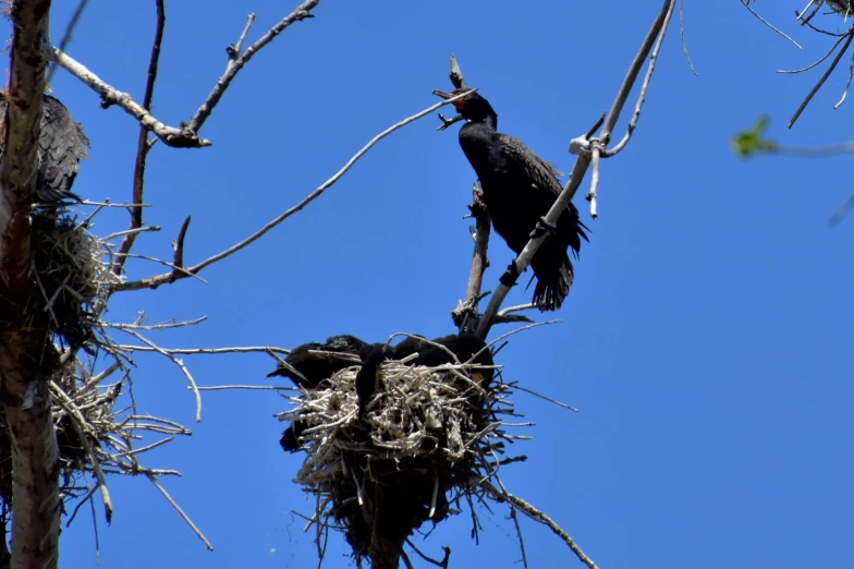 a bird perched on top of a nest in the middle of a tree