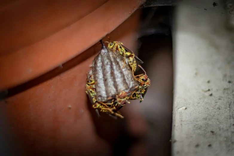 the yellow and white bug is inside of a clay container