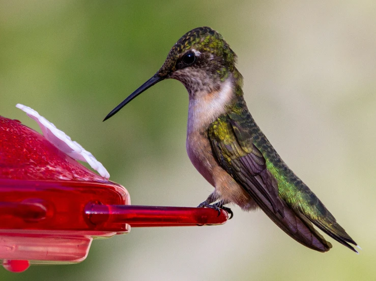 a small hummingbird perched on top of a humming bird feeder