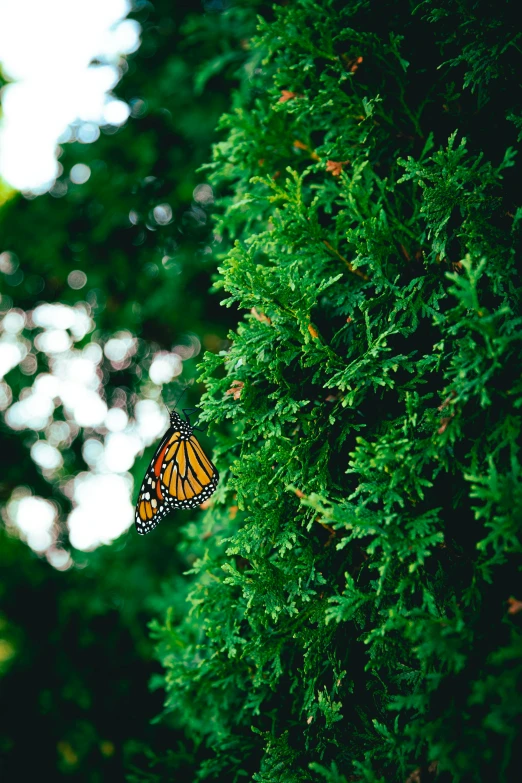 a monarch erfly hanging on a green bush