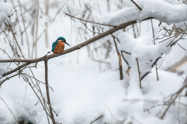 a small bird sits on a tree nch