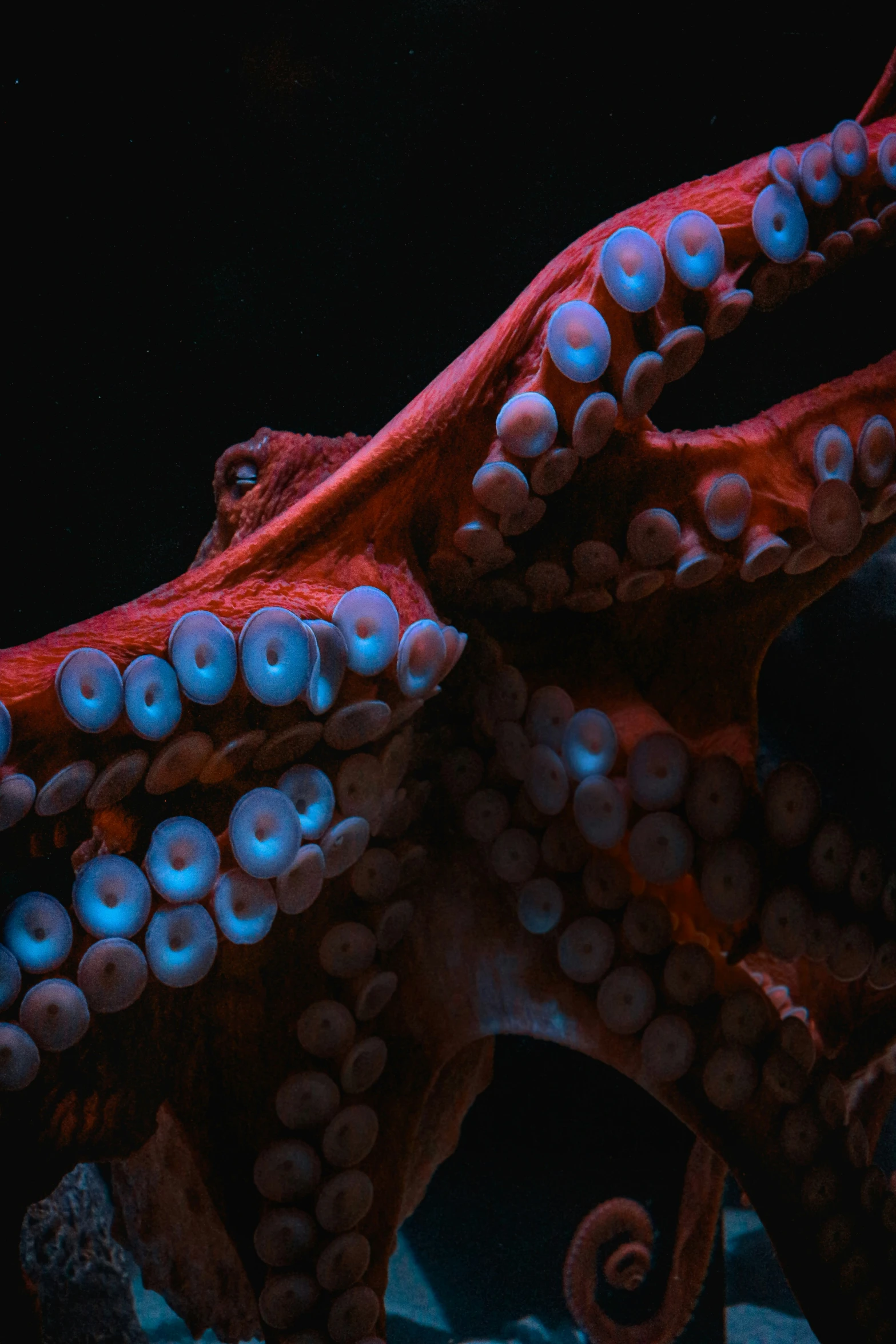 an octo is sitting up with its head turned away