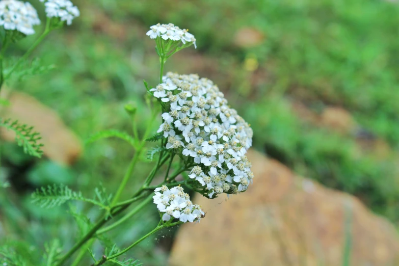 some small white flowers on a long stem