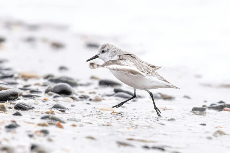 the sand piper is walking on the shore with wet sand