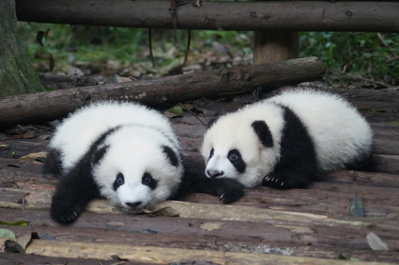 two baby pandas are playing on the wooden floor