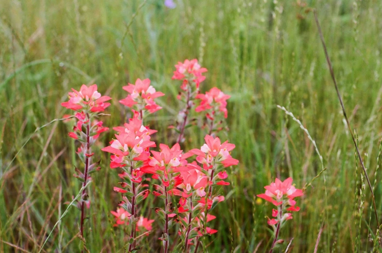 a bush that has some flowers in it