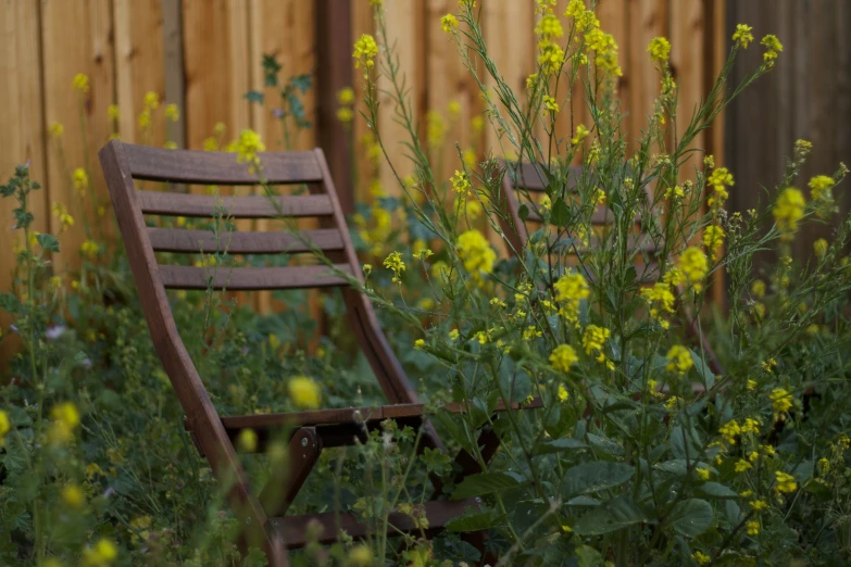 a brown bench in a garden with yellow flowers