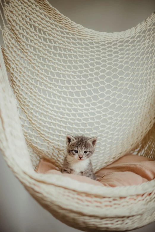 a little cat is sitting in a chair