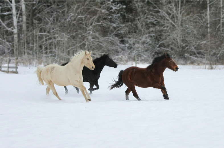 three horses are galloping in the snow