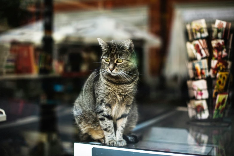 a grey cat sits on top of a glass shelf