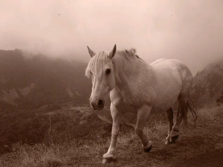 a white horse on a hill in black and white