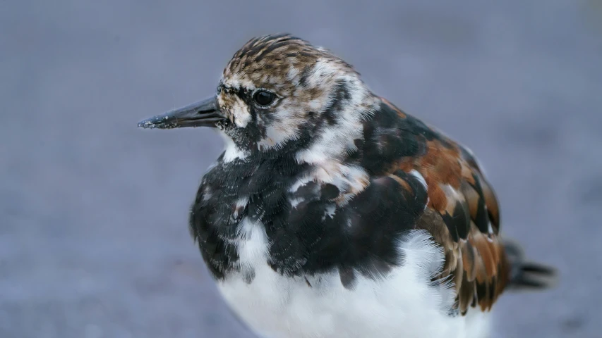 small brown and white bird sitting on pavement