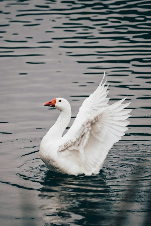 a large goose is gliding across the water