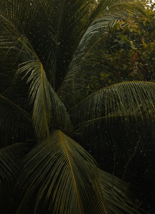 a large palm tree with a sky background