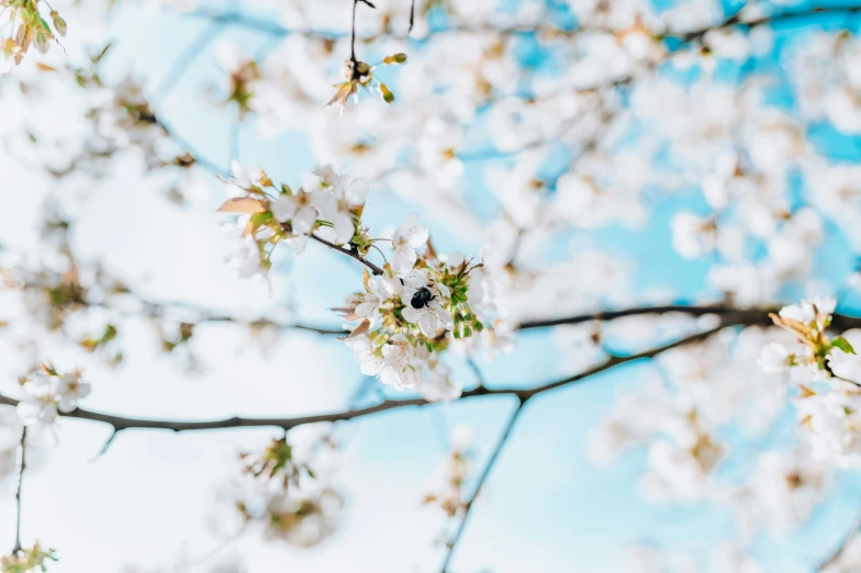 blossoming nches of a flowering tree with leaves