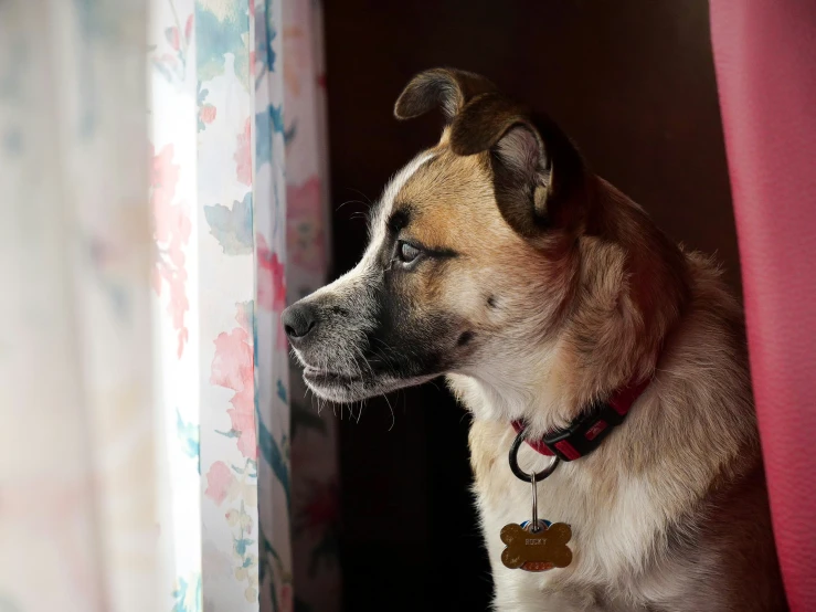 a dog sitting on the window sill looking out of the curtain