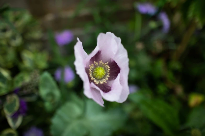 a single purple flower with a green center is surrounded by purple and blue flowers