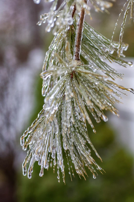 a tree with water droplets on it and a green background