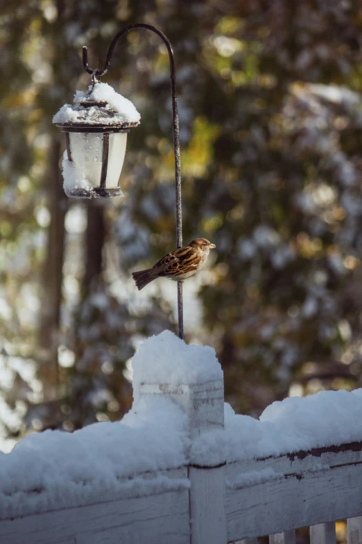 a bird on a small outdoor lamp pole