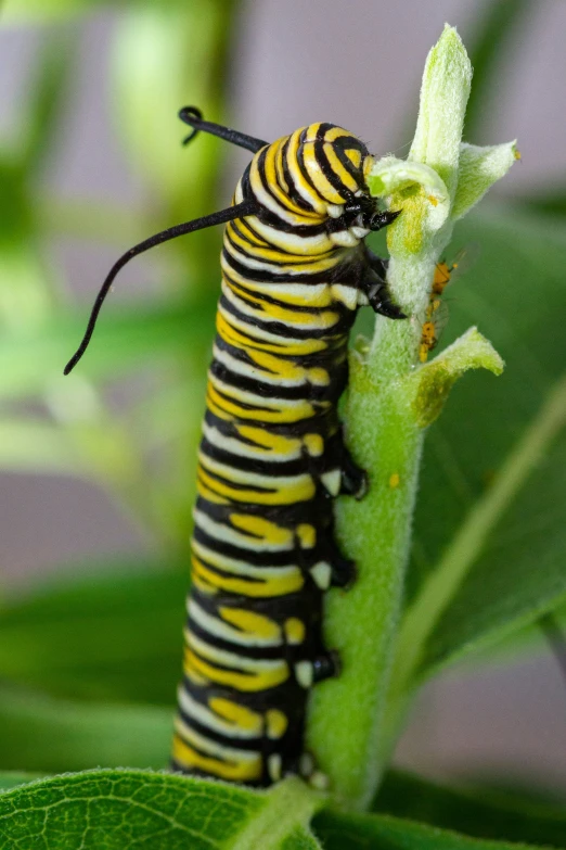 a long black and yellow caterpillar is laying on a green nch