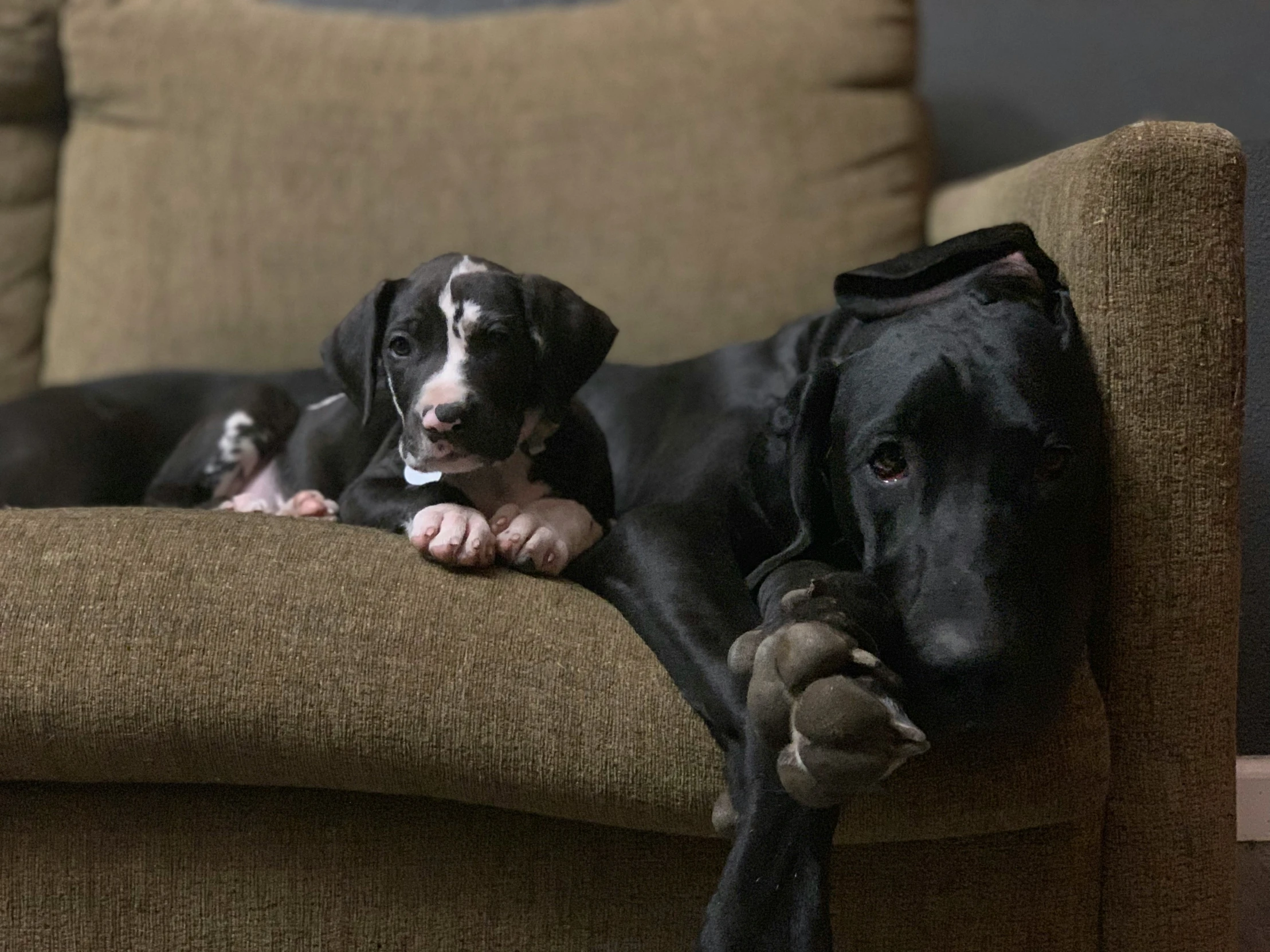 a couple of black and white dogs laying on top of a couch