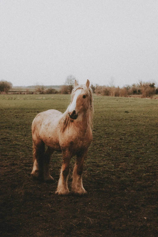 a horse stands in the middle of a field