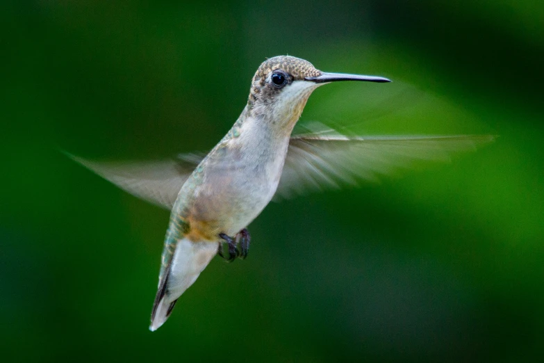 the hummingbird is flying very fast and long