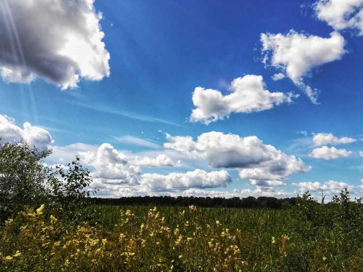 a large green field that has yellow flowers in it