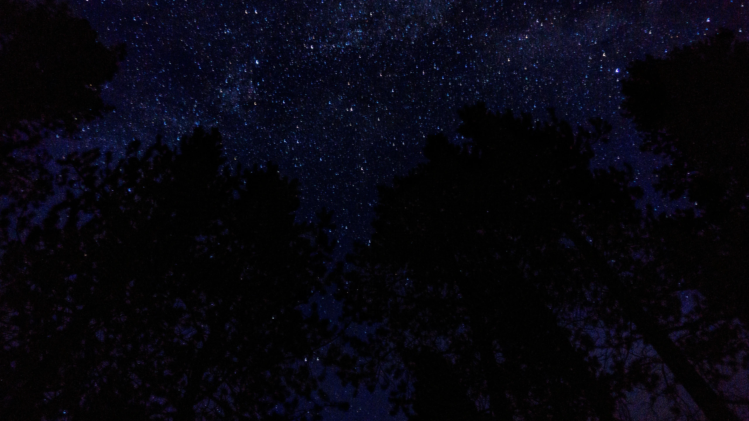 the dark night sky with trees and the stars above it