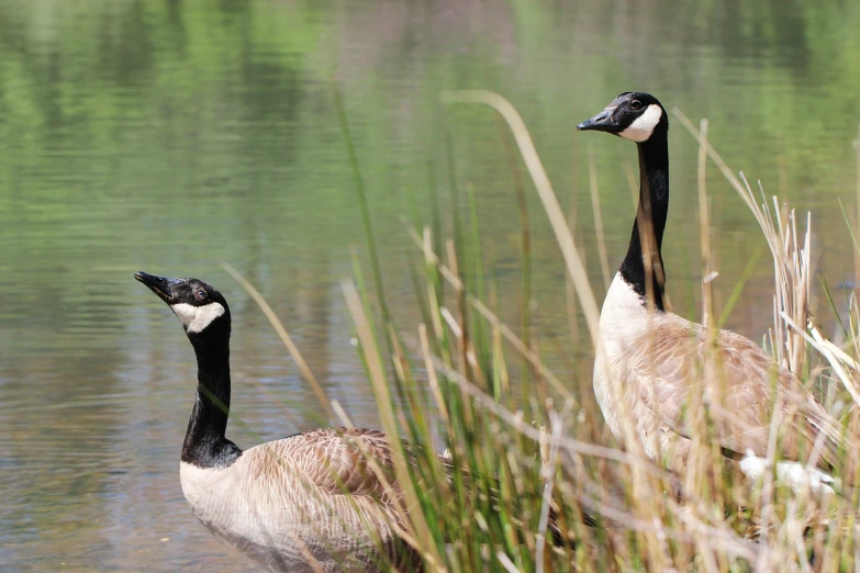 two ducks are swimming in some water