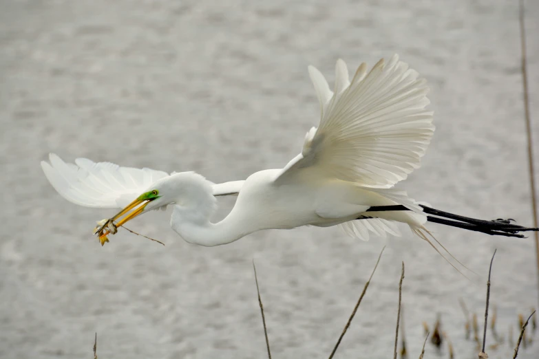 a white crane flying over a body of water