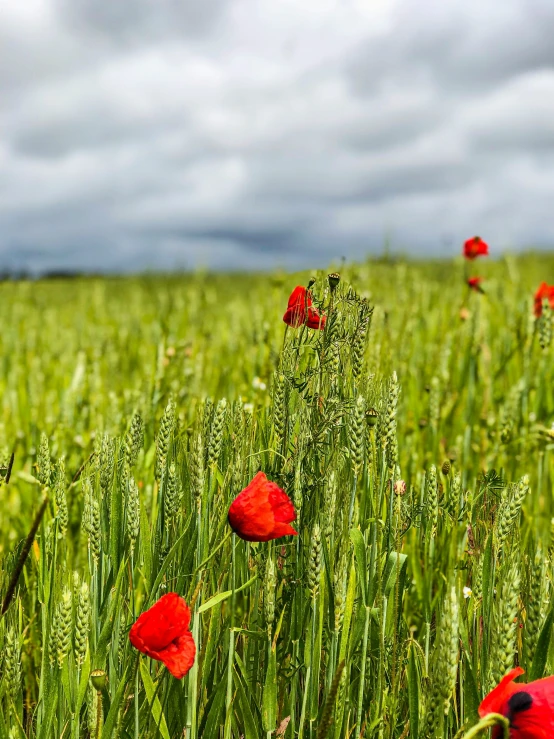 red poppys are in a tall grass field