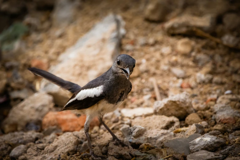 a small bird that is standing in the dirt