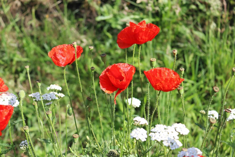 red poppies and white daisies all grouped together in an open field