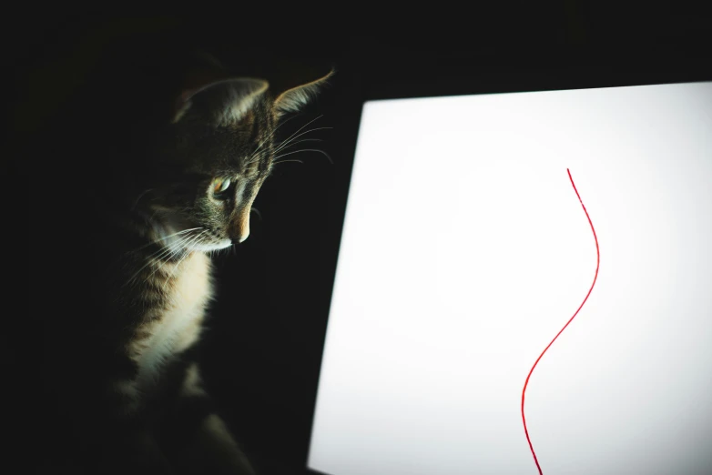 a gray cat looking at an open laptop computer