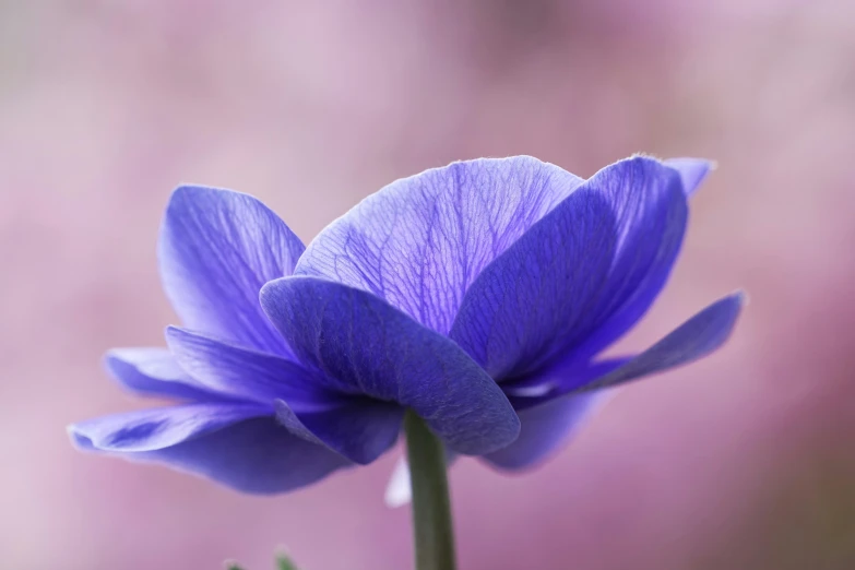 the flower bud has purple petals in a blurry setting