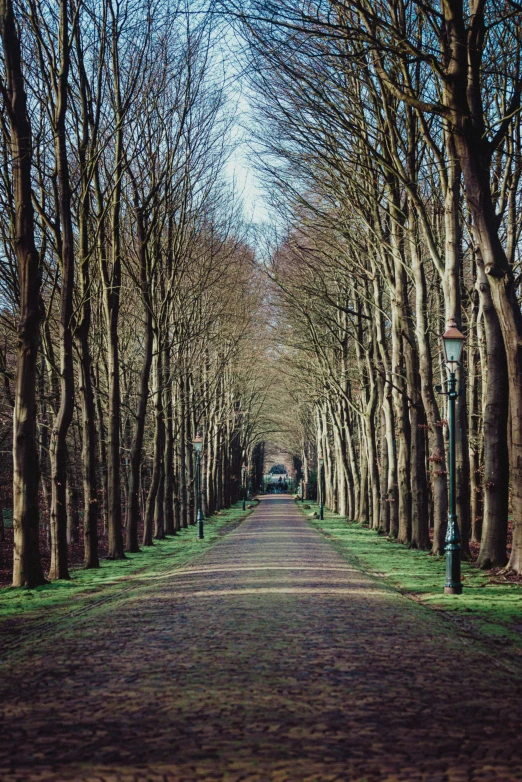 a road lined with trees on both sides