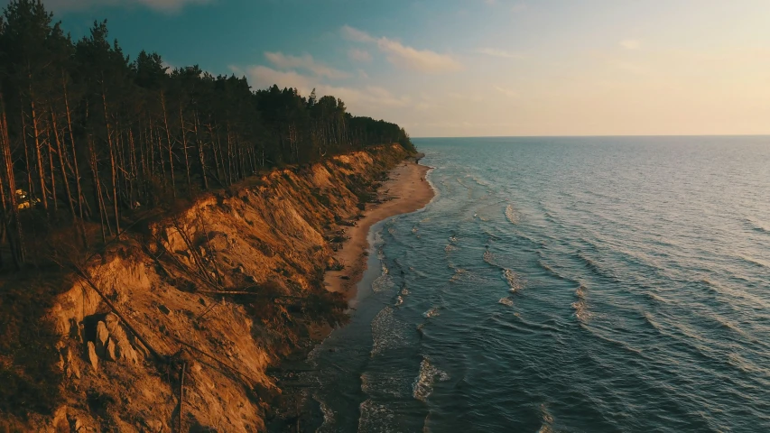 aerial view of water next to trees at beach