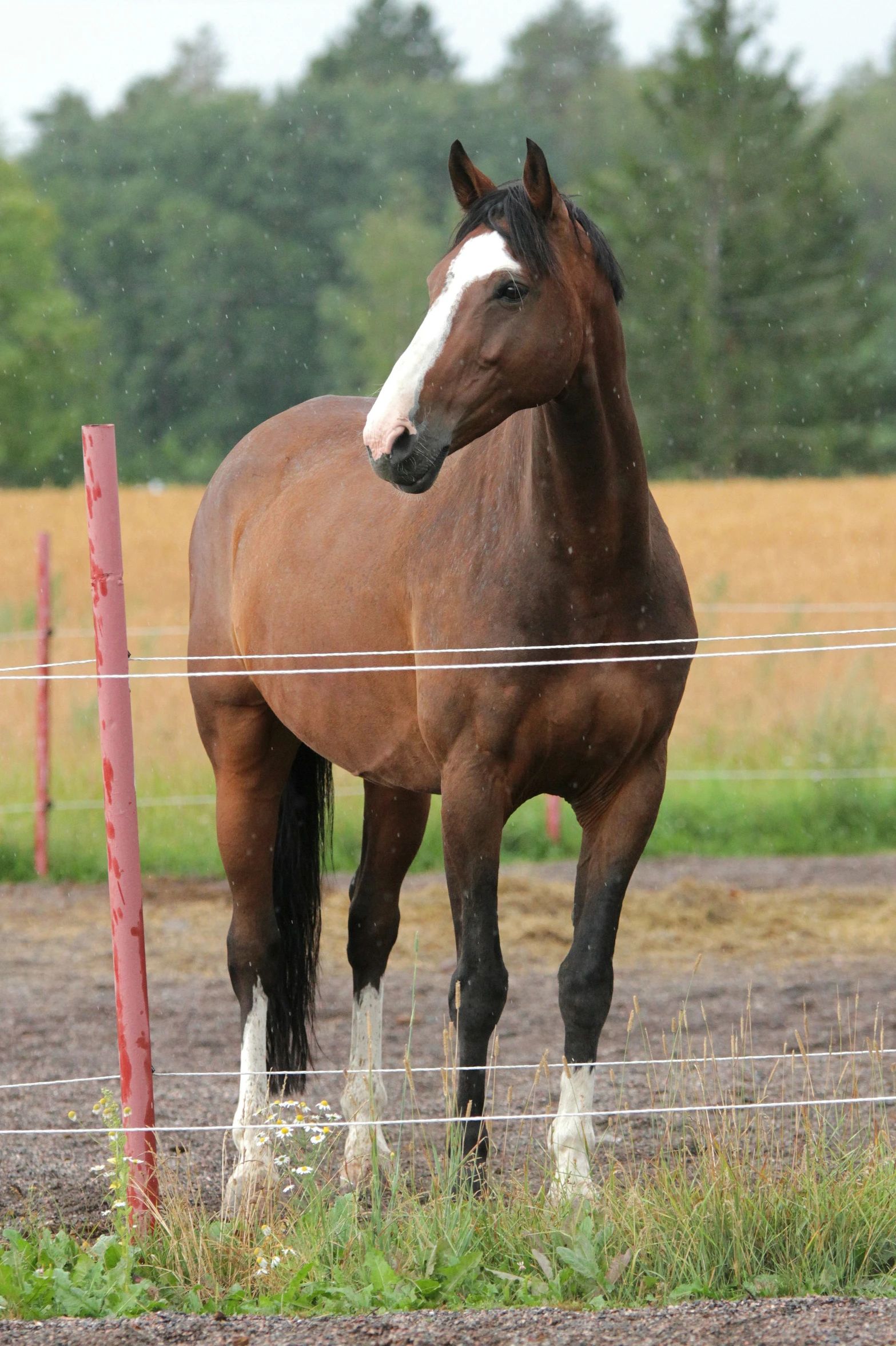 a horse that is standing next to a fence