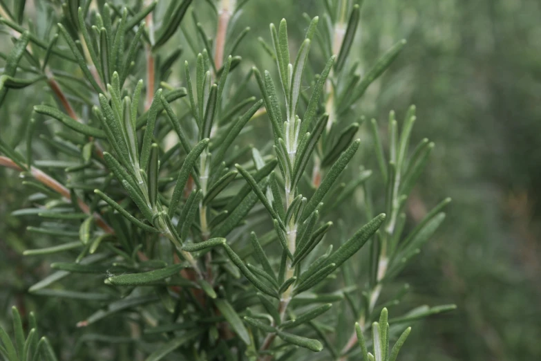 a closeup of a tree nch and some leaves