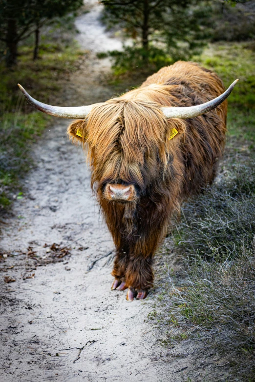 a bull with very long horns walking along a path