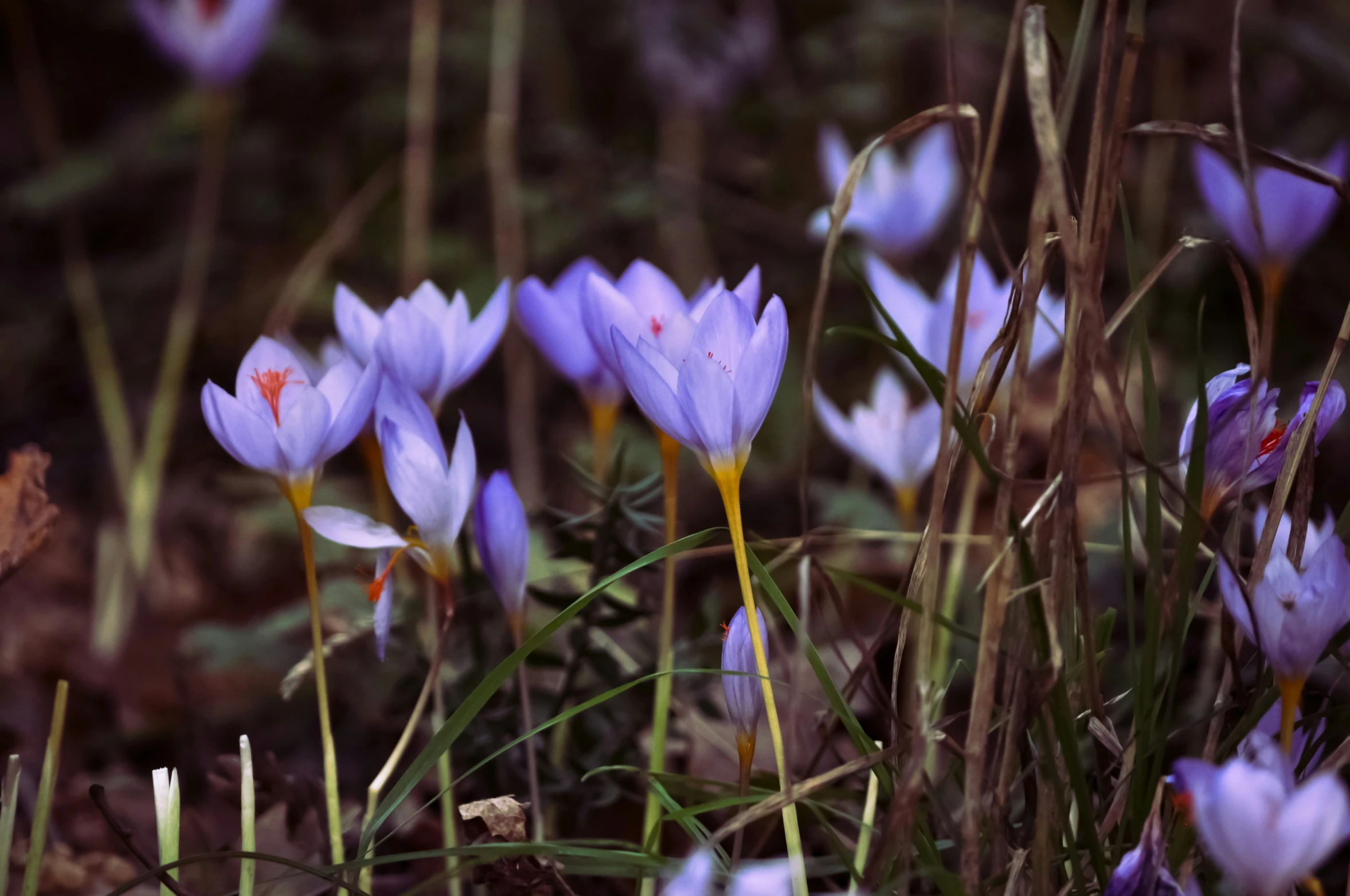 several small purple flowers in grass near a tree