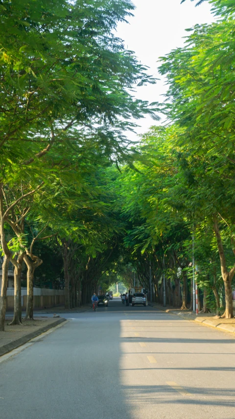 a car is driving down the middle of a tree lined street