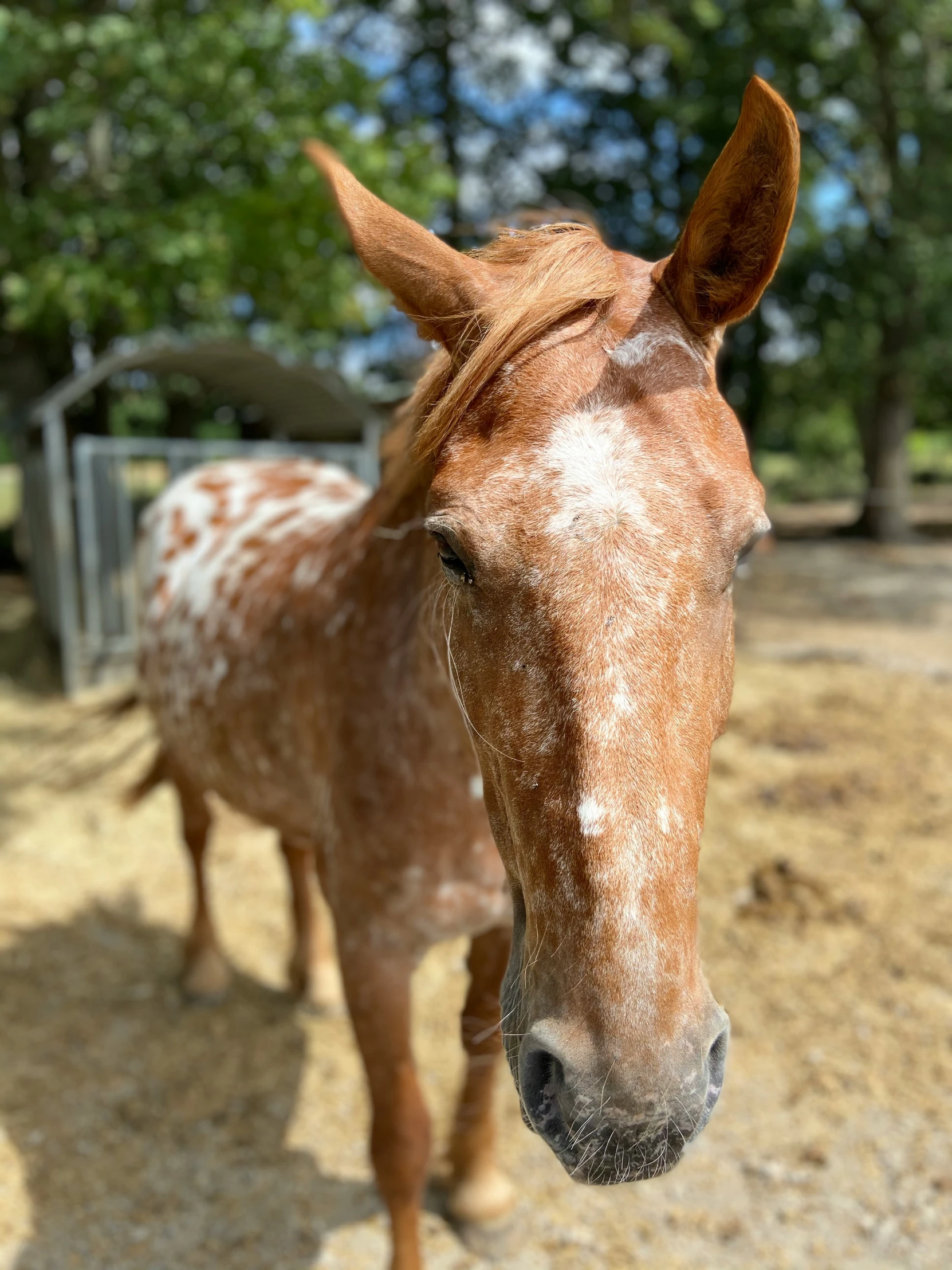 an adult horse with white patches standing next to trees