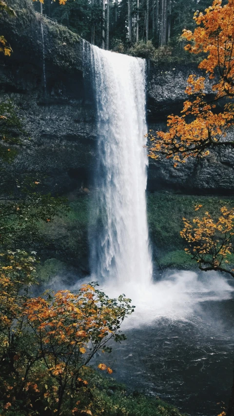 water falls into the woods surrounded by leaves