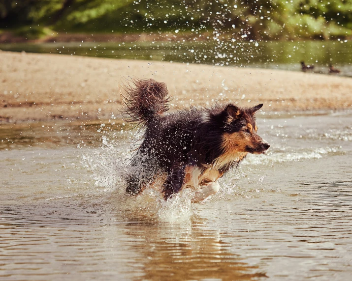 a dog is running across the water