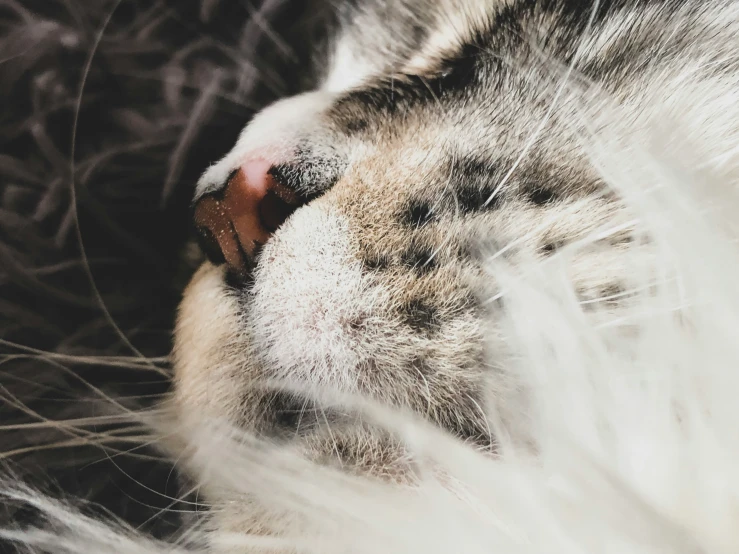 a white and black cat is laying down