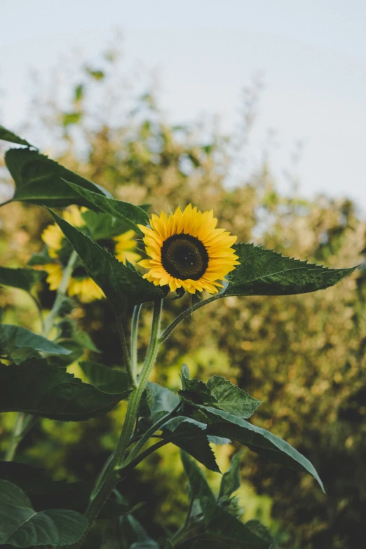 a single yellow sunflower sitting in the middle of trees