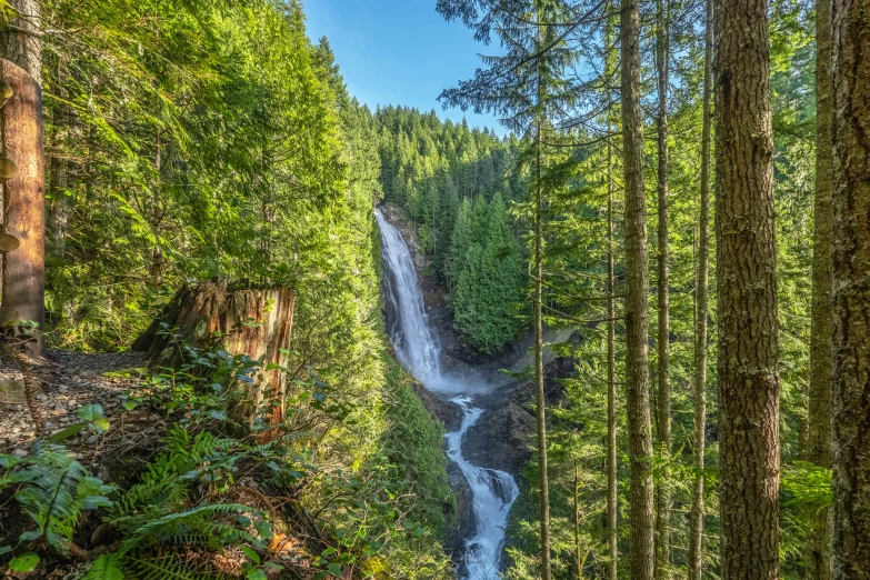 there is a waterfall that is in the middle of the forest