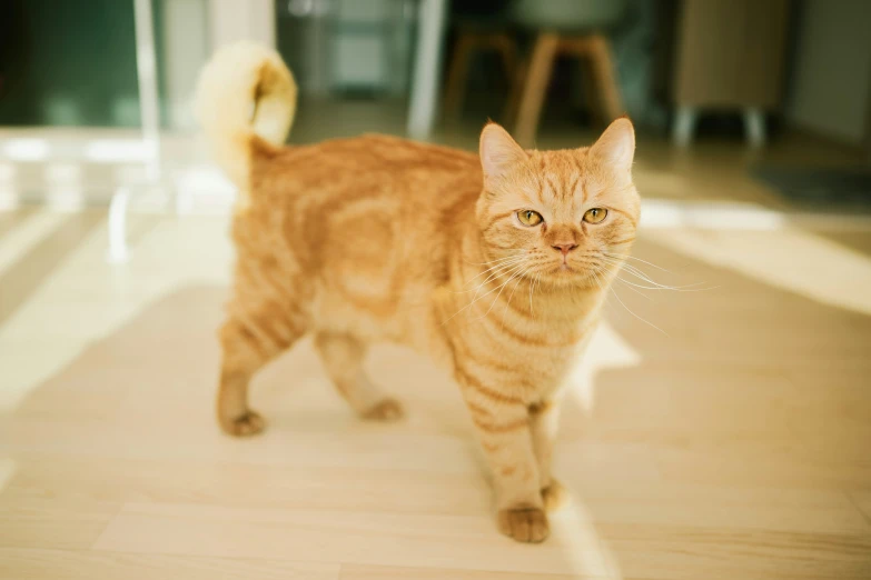 a cat walks on the floor near a door